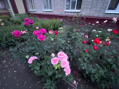 A medium shot captures a cluster of vibrant pink roses in full bloom, set against a backdrop of a brick building with visible windows and a maroon trim. The building appears to be a residential structure, with a section of its facade exhibiting a diagonal design in beige and dark red. The roses are the primary focus, with some in the foreground and others receding into the background, interspersed with green foliage and the dark, wet ground of what appears to be a courtyard or garden area. Scattered leaves and fallen rose petals are visible on the ground, indicating an outdoor setting. A black metal fence runs along the bottom of the image, partially obscuring some of the rose bushes. The lighting suggests it might be dusk or an overcast day, with soft, diffused light. There are no people or animals present in the scene. This scene is consistent with a residential courtyard in the city of Borisoglebsk, Russia, where such plantings are common.