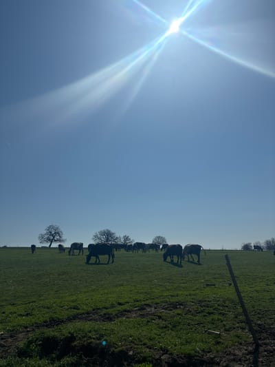 The image presents a sunlit pasture in Makariopolsko, Bulgaria. The strong sunlight dominates the left of the frame. On the right side, cattle are grazing in a field of green grass. Bare trees dot the landscape. A wooden fence post stands on the right edge of the field.