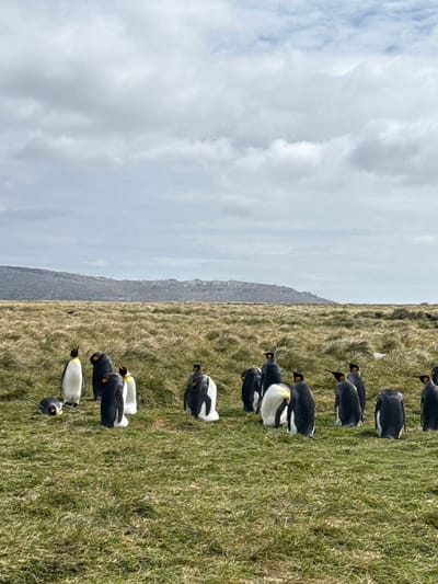 A wide-angle photograph captures a gathering of approximately sixteen King Penguins situated in a grassy field under an overcast sky in Bluff Cove, Falkland Islands (Islas Malvinas). The foreground features predominantly green and yellowed tussock grass, with the ground appearing uneven. Most King Penguins stand upright, displaying their characteristic black backs, white bellies, and vibrant yellow-orange plumage on their necks and heads. One penguin on the far left of the frame lies prone on its belly. Another penguin in the mid-ground appears to be facing away or attending to its underside. The penguins are scattered across the field, with no specific formation. In the background, a range of low, rocky hills stretches horizontally, partially obscured by the extensive, light grey cloud cover overhead. The lighting is diffuse, indicative of an overcast day. No human subjects or artificial structures are present in the scene.