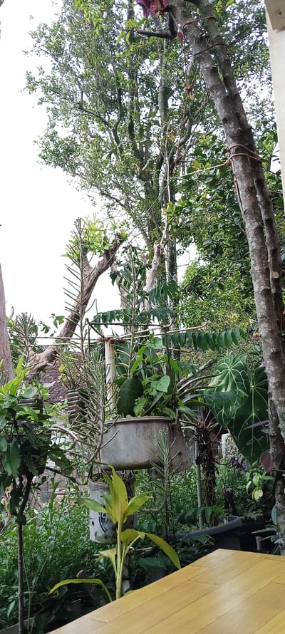 A view of a wooden table in a jungle-like setting. The table is made of light-colored wood with a smooth, even surface. Behind the table, various plants and trees are growing. A large leafy plant is visible in the foreground, a large metal pot is hung behind the table, and a smaller pot is sitting on the ground. The location is Cimaung, Indonesia, at coordinates -7.074, 107.547.