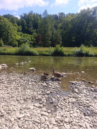 A mother duck and her ducklings are gathered on a rocky riverbank in Teplice nad Bečvou, Czechia. The water is shallow and clear, allowing the riverbed's stones and pebbles to be visible. Sunlight glints off the water's surface. In the background, lush green trees line the river, forming a dense forest. The sky is blue with scattered white clouds, suggesting a pleasant, sunny day. The scene evokes a sense of peacefulness and natural beauty, with the ducks appearing calm and content. No visible text is present in the image.