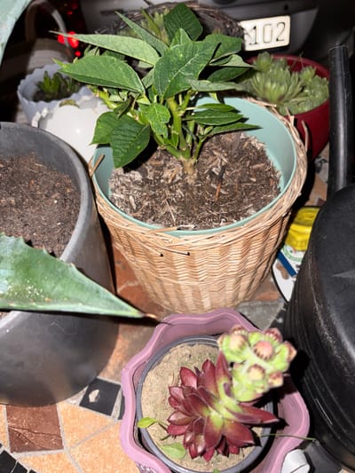The image shows a collection of potted plants in an outdoor setting. In the foreground, a dark gray pot contains soil. To its right, a woven basket holds a potted plant with green leaves. Beside the basket, a smaller purple pot contains a succulent with reddish-green leaves and developing flower buds. Behind these, a red pot holds more succulents, and a black watering can is visible on the far right. In the background, a license plate with the number "102" is affixed to a vehicle. The scene appears to be a domestic or garden area. There is no direct evidence to place this scene specifically in Delbrück, Germany.