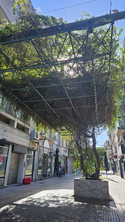 The image shows a view looking up at a green metal pergola covered in dense ivy and branches, casting dappled sunlight onto a cobblestone street. The pergola is supported by triangular metal frames. Below the pergola, storefronts with closed shutters and open doors line both sides of the street. A large red trash bag is visible on the left side of the street. A tree in a tiled planter stands on the right side of the street, its branches reaching up into the pergola. The sky above is clear blue. The scene appears to be a pedestrianized commercial street in a European city.
The specific location is Rue de l'Ancre in Charleroi, Belgium. This is evident from the distinctive architecture of the buildings, the style of the storefronts, and the presence of French signage on the storefronts, which is common in Charleroi. For example, one shop sign reads "A louer," which means "for rent" in French, and another has a barber pole graphic, typical of a barbershop. The cobblestone street and the design of the pergola are also consistent with the urban environment of Charleroi.