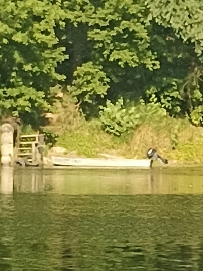 This media file depicts an outdoor scene by a body of water, likely a river or lake, in Korotnoye, Moldova. The foreground is dominated by the textured green surface of the water. In the middle ground, a light-colored rowboat is partially visible, resting on the shore or a dock. To the left of the boat, a wooden structure resembling a small ramp or jetty with horizontal slats is present, along with a thick, pale vertical post.
On the shore, behind the boat and wooden structure, is a dense area of greenery, with lush trees and bushes forming a natural backdrop. The trees appear full and verdant, suggesting a warm season. A single figure, appearing to be a person, is visible standing near the edge of the water, close to the boat. This figure is wearing dark clothing and is bent over, perhaps interacting with something on the ground or in the water.
The lighting suggests it is daytime, possibly late morning or afternoon, with the sunlight illuminating the scene and reflecting off the water. The overall atmosphere seems peaceful and natural, a typical rural or waterside setting. There are no visible text elements in the image.