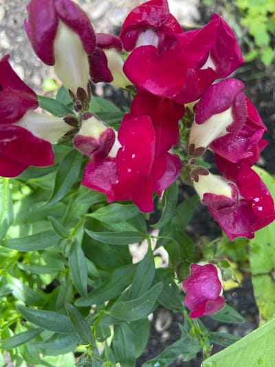 A close-up, overhead shot displays a cluster of vibrant magenta and cream snapdragon flowers with green foliage. The flowers are in various stages of bloom, with some fully open and others forming buds. The background consists of out-of-focus ground and foliage. This image is located in Mrakovo, Russia.