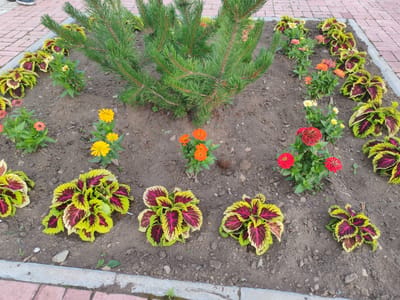 The image depicts a flowerbed in a public space, possibly a park or street in Molodegniy, Russia. In the foreground and midground, there are several plants with vibrant, multi-colored leaves in shades of green, yellow, and deep red/purple. These appear to be coleus plants. Interspersed among the coleus are several flowering plants with brightly colored blossoms, including yellow, orange, and red zinnias. A small pine tree is situated in the upper half of the frame, its green needles contrasting with the surrounding foliage. The flowerbed is bordered by a paved walkway, likely made of brick or stone, and a concrete curb. The ground is covered in dark soil with scattered small pebbles. In the upper left corner of the image, the lower legs and feet of an individual wearing dark shoes are visible, suggesting a person is standing or walking nearby. The overall scene is of a well-maintained outdoor floral arrangement.