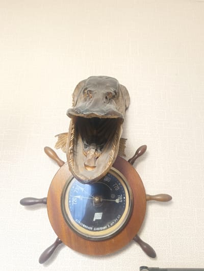 A taxidermied fish head with its mouth open is mounted on a wall. Below the fish head is a barometer enclosed in a wooden ship's wheel. The barometer has a black face with white markings indicating atmospheric pressure in millimeters of mercury (mm Hg), with readings such as 760, 770, and 780 visible. The word "АТМОСФЕРНОЕ ДАВЛЕНИЕ" (atmospheric pressure) is written on the barometer face in Russian. The ship's wheel has a dark wooden rim and four dark wooden handles. The background is a lightly textured, off-white wall. The image appears to have been taken indoors. The location is identified as Тайжина, Russia.