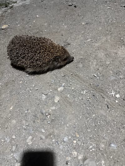 A hedgehog is on a gravelly path in Serebryakovka, Russia. The hedgehog is brown and spiky, with a dark snout and eyes. It is facing to the right, and its body is slightly raised off the ground. The path is made of small gray pebbles and stones, with some larger rocks scattered about. There is some sparse green vegetation in the upper left corner of the image. The scene is dimly lit, suggesting it may be nighttime or early morning. A dark shadow is visible in the bottom left corner, likely from the photographer.