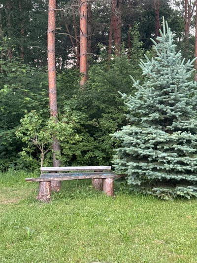 In the city of Lisnyky, Ukraine, a rustic wooden bench, supported by two tree stumps, sits on a lush green lawn. Behind the bench, a dense forest of pine and deciduous trees creates a natural backdrop. To the right of the bench, a tall, blue spruce tree stands prominently, its branches reaching towards the sky. The ground is covered in vibrant green grass, and the overall scene evokes a sense of natural tranquility. There are no people or animals visible in the image.