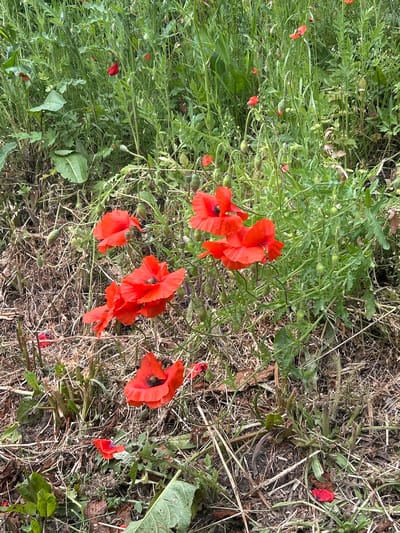 The image displays an outdoor natural environment in the city of Piwnice, Poland, consisting of a field or verge characterized by mixed vegetation. The ground in the foreground and lower-left quadrant features dry, brown, fibrous plant remnants, exposed soil, and sparse, low-lying green vegetation. A prominent cluster of approximately five common poppies (Papaver rhoeas) with bright red petals and dark central anthers is visible in full bloom in the lower-middle to middle-left section. Additional individual red poppies, in various states of bloom or post-bloom, are scattered throughout the midground and background. Numerous unopened poppy buds on slender green stems are evident, particularly in the middle and upper sections of the frame, alongside a dense growth of various green, leafy plants exhibiting diverse stem and leaf morphologies. Several detached red petals are present on the dry ground, indicating previous blooms. The scene is illuminated by natural, diffuse light, consistent with an outdoor daytime setting. No human subjects, animals, or man-made structures are depicted.