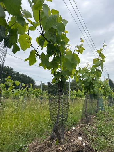 The image depicts a young vineyard under a cloudy sky, likely located in or around Canterbury, United Kingdom. The foreground features several young grapevines, each encased in a black mesh protector to shield them from pests or harsh weather. These vines are planted in dark soil, with clumps of white stones scattered on the ground. Tall green grass and weeds grow abundantly in the mid-ground, between the rows of young vines. In the background, more rows of grapevines are visible, supported by trellises with wires running overhead. A line of trees forms the distant background. The overall scene suggests a rural or semi-rural setting, typical of vineyard cultivation, with the overcast sky indicating a temperate climate. No people or animals are visible in the frame.