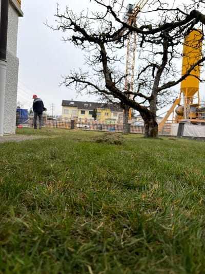 The scene depicts an outdoor environment in Givisiez, Switzerland, under an overcast sky, captured from a low-angle perspective at ground level. The foreground consists of green turf with scattered piles of recently cut grass. To the immediate left, a portion of a white building's exterior and a downspout are visible. A male subject, wearing a red cap, dark jacket, and light trousers, is positioned with his back to the camera, operating a string trimmer. A large, bare deciduous tree with dark, gnarled branches occupies the mid-right. In the background, a construction site is present, delineated by a fence, with multiple residential buildings featuring light-colored facades situated beyond. Prominently in the background are a tall yellow construction crane and a large yellow industrial silo, consistent with a concrete plant or similar construction operation. Overhead power lines and utility poles are discernible on the distant left horizon.
