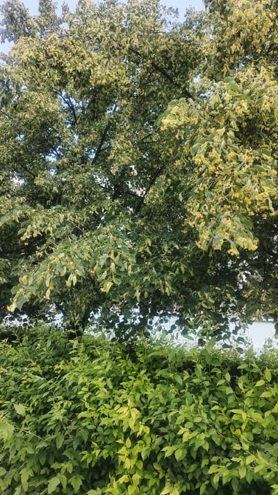 The image shows a close-up, eye-level view of a large, mature tree with abundant green leaves and clusters of small, pale yellow flowers. The tree is in bloom, suggesting a spring or early summer setting. The foreground is dominated by a dense, lush green hedge, also composed of many leaves and branches, creating a textural contrast with the finer foliage of the tree above. The sky is visible through the branches of the tree, appearing light blue and clear. The lighting suggests it is daytime, with sunlight filtering through the leaves, creating dappled shadows. The scene is likely an outdoor urban environment, possibly a park, garden, or street in the city of Kuybyshev, Russia, given the provided context. No people, animals, or specific structures are visible in the frame.