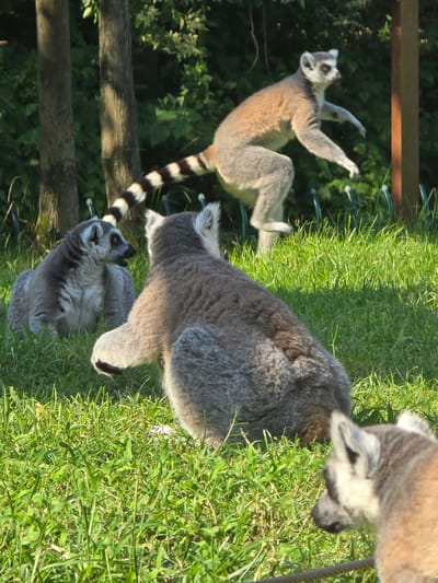 A group of ring-tailed lemurs are on a grassy enclosure in a zoo. One lemur is in mid-air, leaping, while others are seated or on the ground. The enclosure has trees and greenery in the background. This image was taken in the city of Fuyang, China.