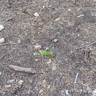 A bright green grasshopper is centrally located on a ground surface covered with dark soil, small stones, and a dense layer of dry, thin twigs and pine needles. The grasshopper is positioned facing left, with its body slightly angled downwards. Its long hind legs are extended, with one leg appearing to be resting on a small pebble. The grasshopper has a long, pointed abdomen and visible antennae. The background consists of more of the same natural ground cover. A timestamp "16.07.2026 12:43" is visible in the lower right corner of the image. The image appears to have been taken outdoors in a natural, possibly wooded or garden area.