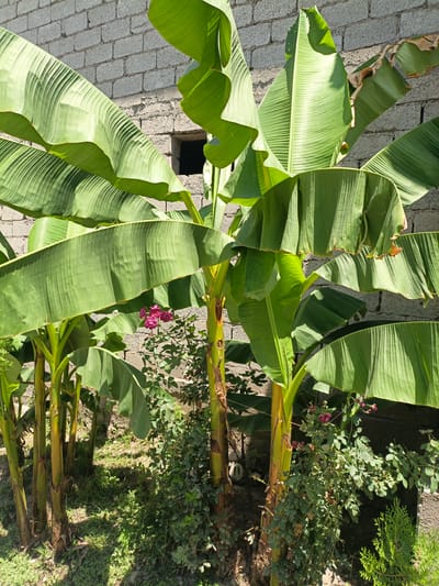 In Нуъмон Розиқ, Tajikistan, a cluster of banana trees stands in front of a cinder block wall. The leaves of the banana trees are large and green, some showing signs of browning at the edges. In the foreground, a rose bush with small pink flowers is visible, as well as some other low-lying green foliage. The ground is covered with grass and dirt. The sunlight casts shadows on the ground and the banana leaves.
