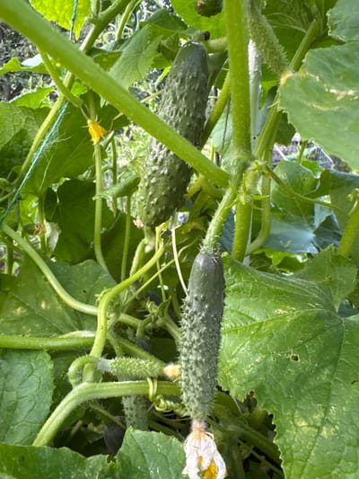 In this close-up, low-angle, vertical photograph, several developing cucumbers are visible on a vine in a garden setting, likely located in Энергетик-2 Снт, Russia. The foreground is dominated by lush green cucumber leaves and thick, fuzzy stems. Two main cucumbers are in focus: one larger, more mature cucumber hangs prominently in the upper center, and a smaller, younger cucumber is positioned below and to the right of it. The smaller cucumber shows developing spines and a withered yellow flower at its tip. Another tiny cucumber is visible on a stem to the left of the larger cucumber. The environment appears to be a natural, outdoor garden with sunlight filtering through the foliage, creating highlights and shadows. The overall impression is one of growth and natural abundance.