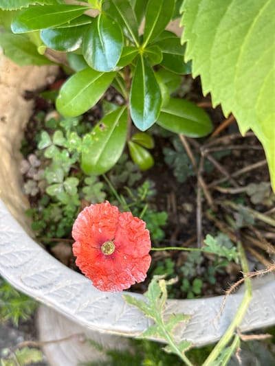 In the city of Mokpo-si, South Korea, a close-up, eye-level, natural-light shot captures a single, vibrant orange poppy bloom situated in a white, textured pot. The poppy's petals are delicate and slightly crinkled, with a dark center and a faint green pistil. Surrounding the bloom are various green leaves of differing shapes and sizes, some glossy and deep green, others lighter and with serrated edges. The background is a mix of dark soil and brown stems, indicating a natural, outdoor setting. The overall impression is one of a thriving potted plant, with the poppy as the focal point.