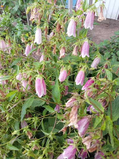 This media file depicts a cluster of bell-shaped flowers, likely Campanula or a similar species, in various stages of bloom and wilting. The flowers are predominantly pink and white with speckled patterns. Lush green foliage surrounds the delicate blooms, with some brown, dried flower heads indicating the end of their blooming cycle.
The scene appears to be an outdoor garden setting, possibly in a rural or suburban area, given the presence of a wooden fence and what seems to be bare earth in the background. The lighting suggests it is daytime, with no harsh shadows indicating a midday sun. The overall impression is one of natural beauty and the cycle of life, with new growth alongside decay. The location context of Älimbet, Kazakhstan, places this scene in a specific geographical setting, although there are no explicit visual cues within the image to confirm this location beyond the provided context. There is no visible text in the image.