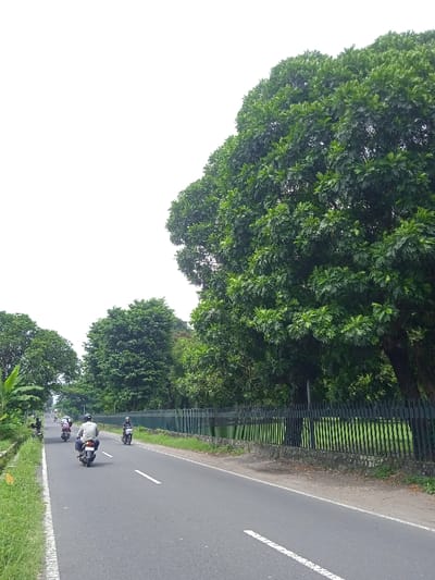 The image captures a roadside scene in Kecamatan Prambanan, Indonesia, under bright daylight. A paved asphalt road, marked with white lines, extends from the foreground and gently curves to the left into the distance. Several motorcycles, each with a rider, are visible on the road, traveling away from the viewer. The closest rider, in the mid-ground, wears a light-colored helmet and jacket.
To the right of the road, a dense wall of lush, dark green foliage from a large tree dominates the frame, its canopy extending towards the top and right edges. Below this tree, a dark metal picket fence with a stone base runs parallel to the road. Further down the road on the left, more green trees with similarly dense canopies line the roadside, interspersed with a grassy verge. The sky is bright white, indicating clear or overcast conditions without direct sunlight creating strong shadows. The overall setting is natural and verdant, suggesting a rural or suburban environment. There is no visible text in the image.