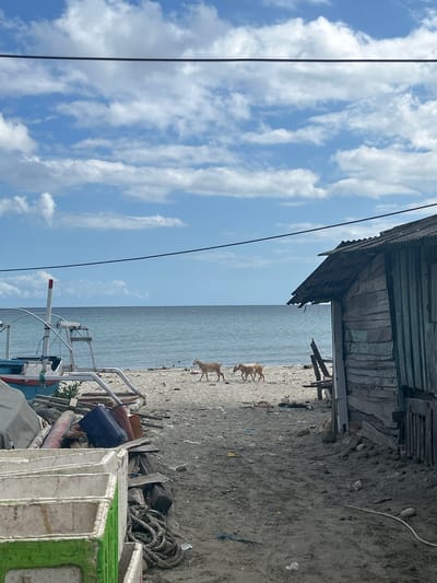 The image depicts a beach scene in A R A, Indonesia, on a cloudy day. Two light brown goats are walking on the sandy beach near the water's edge. To the right, a dilapidated wooden shack with a corrugated metal roof is situated on the sand. In the foreground, there are several white plastic crates, some with green trim, and a coil of rope. Various debris, including plastic containers and driftwood, is scattered on the beach. A boat, partially visible on the left, appears to be out of the water and under repair or storage, with its white metal frame prominent. The ocean extends to the horizon under a sky filled with white, puffy clouds.