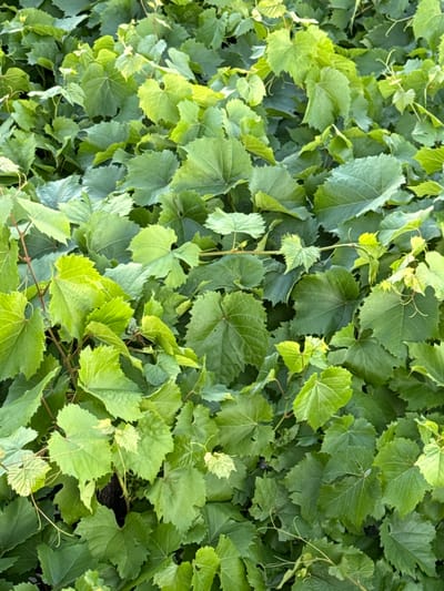 The image is a close-up, overhead view of a dense patch of vibrant green grapevines. The leaves are varied in size and shape, with many displaying characteristic lobed and serrated edges. Some leaves are a lighter, almost lime green, indicating new growth or direct sunlight, while others are a deeper, darker green. Thin, tendril-like vines weave through the foliage. In the background, the density of the leaves obscures any details of the surrounding environment. There are no people, animals, or man-made objects visible. The scene suggests a garden or vineyard setting, likely in Salach, Germany, given the context provided.