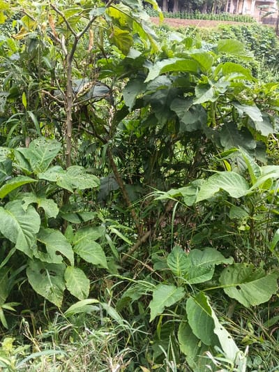 Lush green vegetation dominates the scene, featuring diverse plants with varying leaf shapes and sizes. Some leaves display insect damage. A tree with a textured, branching trunk stands amidst the foliage. In the background, a field or hillside covered in greenery fades into the distance, where a building is visible. The overall impression is one of dense, overgrown nature with a glimpse of human presence in the far backdrop.