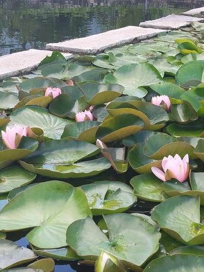 This is a high-angle, close-up, eye-level shot of a pond filled with lush green lily pads and several pink water lilies. In the background, there are large, rectangular concrete slabs forming a walkway or edge to the pond, partially submerged in the water. The water is dark and reflective, showing the rippled surface and hints of the surrounding environment, possibly trees or buildings. The overall scene suggests a tranquil, natural setting within a park or garden. The location is identified as Beketovo, Russia.
