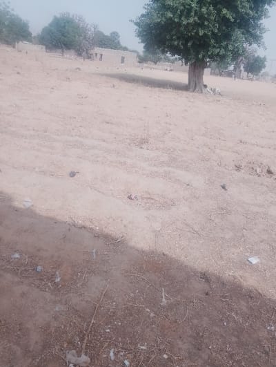 The scene depicts an open, arid landscape within the city of Kanwa, Nigeria. The foreground consists of dry, light-brown earth littered with small debris, including dried plant matter and fragments of white material. A distinct, dark shadow diagonally bisects the lower third of the frame, originating from the left and extending towards the lower right.
The midground features an expanse of dusty, undeveloped land with sparse, dry vegetation. A large, mature tree with dense green foliage stands prominently on the right side of the frame, its thick trunk visible. At the base of this tree, several light-colored, possibly animal-like forms are discernible.
In the background, multiple low-rise structures are visible, appearing to be constructed from mud bricks or similar local materials. Some structures show open doorways and window openings. Further back, additional trees with sparser foliage are scattered across the landscape. Faint, indistinct human figures are discernible in the far background near the structures and other trees.
The scene is illuminated by bright, unfiltered daylight, creating clear shadows. No overt human activity or interactions are clearly visible.