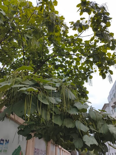 In Jixi, China, a close-up, low-angle shot captures the branches and large, heart-shaped green leaves of a Catalpa tree, also known as a "bean tree," with its characteristic long, thin, green seed pods hanging down. The background features a light-colored wall with some writing and a hint of a modern building, suggesting an urban setting. The sky is overcast and a pale white. The overall impression is of a tree in an outdoor urban environment, possibly a street or park, with the focus on the tree's foliage and fruit.