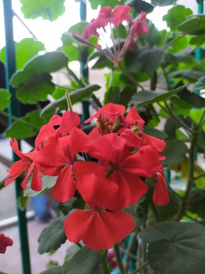The image shows a close-up of bright red geranium flowers with green leaves. The flowers are clustered together on thin stems, and their petals are delicate and slightly curled. The background is a blur of green foliage and what appears to be a fence or railing, suggesting the plants are outdoors or in a greenhouse setting. A slight bokeh effect blurs the background, drawing attention to the vibrant red of the flowers. The lighting suggests it is daytime, possibly sunny, as indicated by the bright highlights on the leaves and the slight glare in the background. There is no visible text in the image. The overall impression is a fresh, natural scene with a focus on the beauty of the flowers. The image's orientation is landscape, with the flowers prominent in the center and right of the frame.