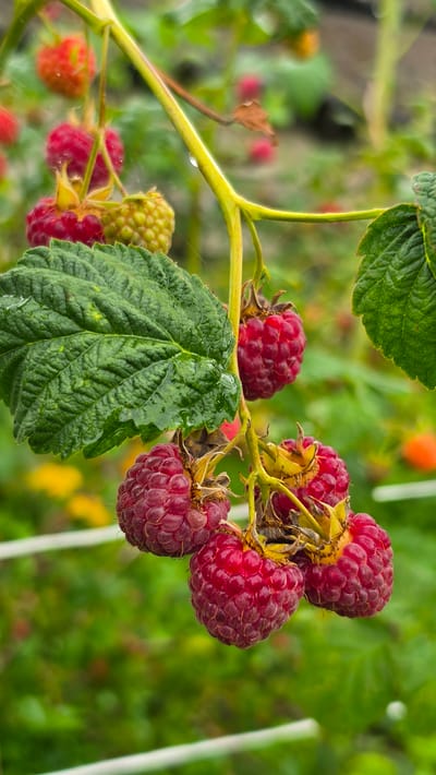 A close-up vertical shot captures a cluster of ripe raspberries on a green branch in what appears to be a garden or farm in Пацейкаўскі сельскі Савет, Belarus. The raspberries are a deep red color and have a textured surface. Some of the berries are still attached to their stems, while others are partially obscured by large, green leaves. The background is a blur of green foliage and hints of yellow and orange, suggesting other plants or flowers. A thin strand of spiderweb is visible on the branch.