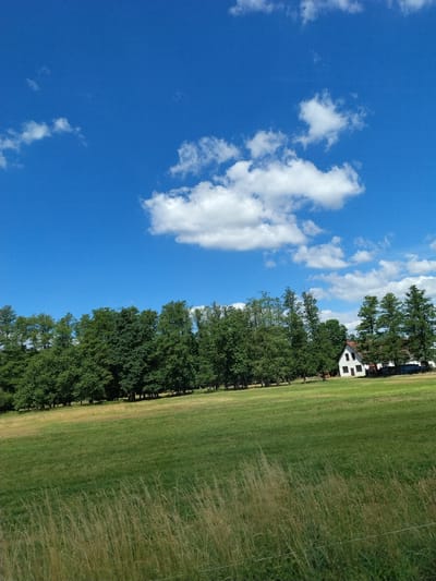 The image depicts a pastoral landscape under a vibrant blue sky dotted with white, puffy clouds. In the foreground, a lush green meadow is partially obscured by tall, golden grasses. Beyond the meadow, a dense line of lush green trees forms a natural barrier. Nestled within this tree line, a white house with a red roof stands out. The house appears to be a single-family dwelling, with visible windows and a chimney. The overall scene conveys a sense of rural tranquility and natural beauty, characteristic of the Czech countryside, and could be located in or near the village of Přechovice, Czechia.