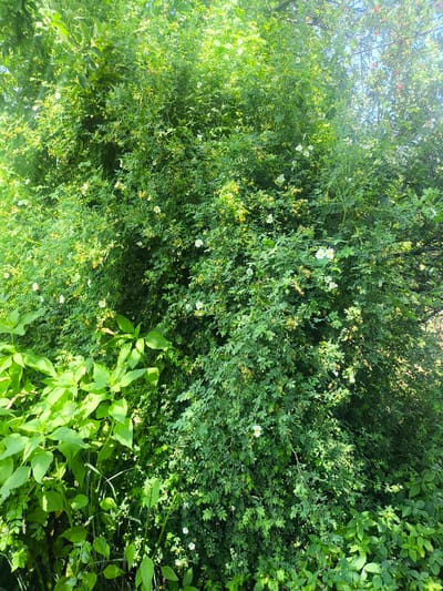 A dense, green bush with small white flowers and some yellow buds is the main subject of the image. The bush is heavily foliated, with many small leaves and thin branches. Sunlight filters through the foliage, creating areas of light and shadow. In the foreground, to the left, are larger, broader green leaves of another plant, and some thin blades of grass. The background shows more foliage and hints of the sky. The scene appears to be outdoors in a natural or garden setting. There are no people or animals visible.
