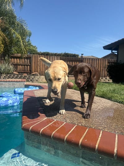 The image displays a residential backyard in Rocklin, United States, under a clear blue sky. Two Labrador Retrievers are present on a wet concrete aggregate pool deck. The dog on the left is light-colored (yellow/tan) and appears to be moving forward with its tail slightly raised. The dog on the right is dark-colored (chocolate brown), wearing a collar, and also in motion. Both dogs have wet fur, indicating recent water exposure.
In the foreground, a blue-tiled swimming pool is visible on the left, featuring reddish-brown brick coping along its edge. Two blue-and-white floral patterned inflatable floats are in the water. To the right of the dogs, green grass is present, and a deflated brown basketball with black lines lies on the ground. A tall wooden privacy fence extends across the mid-ground, separating the yard from an adjacent property. Beyond the fence, a small portion of a light-colored house roof is visible on the upper right. A large palm tree is partially visible on the far left of the frame. The scene is brightly illuminated by direct sunlight, casting distinct shadows on the pool deck.