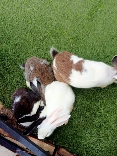 Four rabbits are observed on a vibrant green, short-cropped grassy surface, likely an enclosed animal area, in Kuwukan, Indonesia. The subjects include: one predominantly white rabbit with visible pink ears, one dark brown and white rabbit with black ears, one mottled brown and white rabbit, and one white rabbit with large brown patches. They are positioned in the lower-left portion of the frame, gathered near a dark, angular structure, possibly a feeder or trough, which contains a dark, granular substance. No human subjects or other significant objects are visible. The environment appears to be an open-air setting under natural illumination.