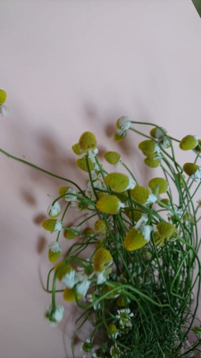 This image captures a close-up view of a bouquet of chamomile flowers against a soft pink background. The flowers, with their characteristic yellow centers and white petals, are clustered together, some upright and others drooping on thin green stems. Shadows of the flowers are cast on the background. The image appears to be taken indoors, likely in a domestic setting, and does not depict any specific urban or natural environment within Dvirets, Ukraine. There are no people, actions, or interactions visible in the photograph.