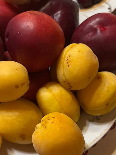 In an interior, close-up shot of a white, decorative plate, a pile of ripe apricots and plums is displayed. The apricots are a vibrant yellow-orange, some with small, red speckles. The plums are a deep, rich burgundy. The fruits are artfully arranged, creating a visually appealing still life. The background is blurred, but suggests a domestic setting. The scene is devoid of any human presence or activity, focusing solely on the natural beauty of the fruit. There is no indication of the specific location being Satino-Russkoe, Russia, as this information is not visually present in the image.