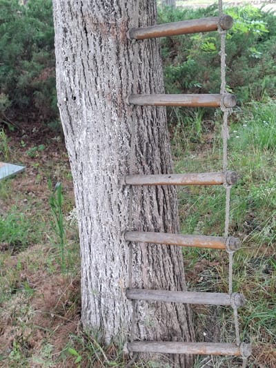 A low-angle, slightly askew, close-up shot shows a wooden balance beam with rope handrails in Baylovo, Bulgaria. The beam is constructed from a large, roughly hewn log, light gray in color with distinct bark texture. Six wooden posts, varying in color from light brown to weathered gray, are evenly spaced along the top of the log and function as supports for a thick, braided rope that forms the handrail. The handrail rope is secured around the top of each post with tight knots. The beam is surrounded by greenery, including grass, small bushes, and other vegetation, suggesting an outdoor park or recreational area. The ground beneath the beam is partially obscured by the overhanging vegetation, providing a sense of depth.