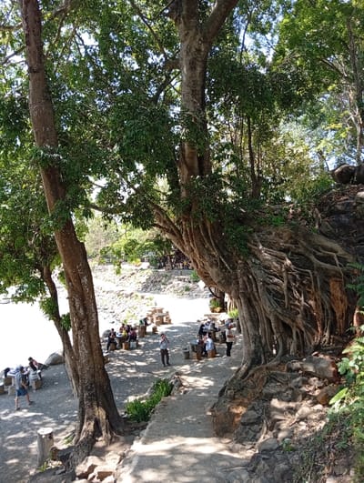 The image displays an outdoor recreational area situated beneath a dense tree canopy in Đức Lập, Vietnam, viewed from an elevated vantage point. A downward-sloping, light-colored dirt or gravel path leads into the scene, partially shaded by two large trees on the left. To the right, a prominent tree features an extensive network of exposed aerial roots growing from rocky ground. On the left, a body of light-colored water, likely a river or lake, borders the area.
In the midground, approximately ten light-colored stone picnic tables with accompanying stools are arranged on a flattened surface adjacent to the water. Approximately 15-20 individuals are present, primarily gathered in small groups around these tables. Individuals are observed seated and standing, engaged in social interaction. On the far left, two individuals stand near a table by the water's edge. In the central area, a man in a light-colored shirt and dark trousers stands facing left. Other individuals are standing and conversing around tables further to the right. All individuals are dressed in casual clothing. The scene is brightly illuminated by natural sunlight, producing distinct shadows from the overhead tree foliage.