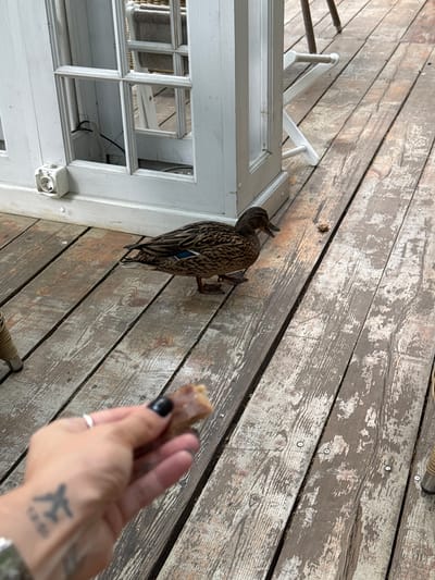 A high-angle shot depicts a person's hand holding a piece of food, offering it to a duck standing on a weathered wooden surface. The hand is right-handed and has a plane tattoo on the wrist, with polished black fingernails and a silver ring on the ring finger. The duck is brown with a touch of blue on the wing. To the left is a white-painted structure with a window-like frame, which appears to be a railing or part of a building. The environment consists of aged wooden boards with chipped paint and screw heads. The location might be Arkhangel’skoye, Russia, but this cannot be confirmed with certainty from the image alone.