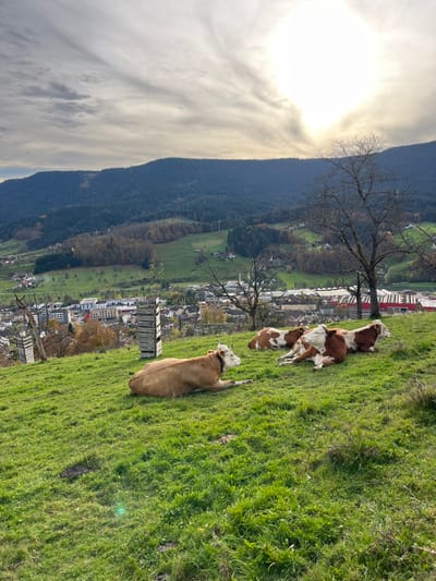 The image displays an elevated view overlooking the town of Oppenau, Germany, situated in a valley surrounded by forested mountains under a partly cloudy sky.

In the immediate foreground, a verdant grassy slope extends from the bottom of the frame upwards. Four cows are visible, lying prone on this slope. One light brown cow, possessing small horns and wearing a bell around its neck, is positioned in the lower-left, facing to the right. To its right and slightly further back, three additional cows, characterized by brown and white patching, are also lying down in a cluster. To the left of the foreground cow, two vertically stacked wooden structures, resembling crates or beehives, are present. Two prominent leafless deciduous trees stand on the right side of the mid-ground, behind the cluster of cows.

The mid-ground reveals the town of Oppenau, consisting of numerous buildings of varying sizes and architectural styles, including several with red roofs, indicative of industrial or larger structures. Roads and faint outlines of vehicles are discernible within the urban area. Surrounding the town and ascending the lower mountain slopes are cultivated green fields and patches of deciduous and coniferous trees, some exhibiting autumn colors.

The background is dominated by densely forested mountains, primarily covered in dark green coniferous trees, extending across the upper horizon. The sky, occupying the upper portion of the frame, features scattered cirrus and stratocumulus clouds. A bright, diffused sun, partially obscured by clouds, is visible in the upper-right quadrant, casting light upon the scene.