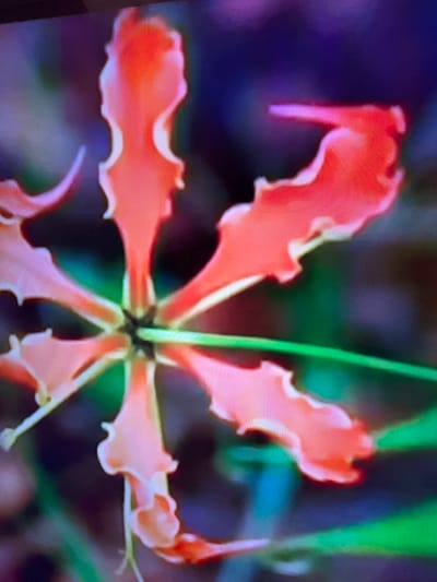 The image shows a close-up, slightly blurry view of a flower with bright orange and red petals. The petals are elongated and wavy, with some appearing to curl inward. The center of the flower is dark, with hints of green and yellow. A thin green stem or leaf runs horizontally across the bottom half of the image. The background is out of focus and appears to be a mix of dark purple, blue, and green. There are no people or other discernible objects in the image. The provided crops highlight different sections of the flower and its petals, with some showing a hint of purple light on the edges of the petals. There is no information available to determine the location of this image in Çiğli, Turkey, as the image itself does not contain any geographical markers.