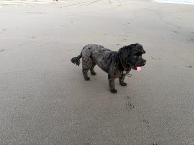 A small, black, terrier-type dog stands on a sandy beach. The dog has slightly grey fur on its back and a curly tail. It wears a collar with a star-shaped tag and its tongue is hanging out. The beach is wet and flat, with some tire tracks in the distance. Footprints, likely from the dog, are visible in the sand near its front paws.