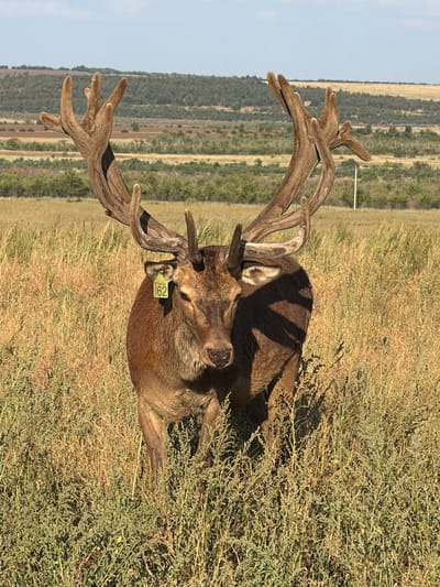 An adult red deer with large, brown antlers stands in a field of tall, dry grass under a partly cloudy sky. The deer is facing the camera and has a yellow tag with the number "62" on its left ear. The background shows rolling hills covered in trees and fields. The location is the city of Gornyi Balyklei, Russia.
