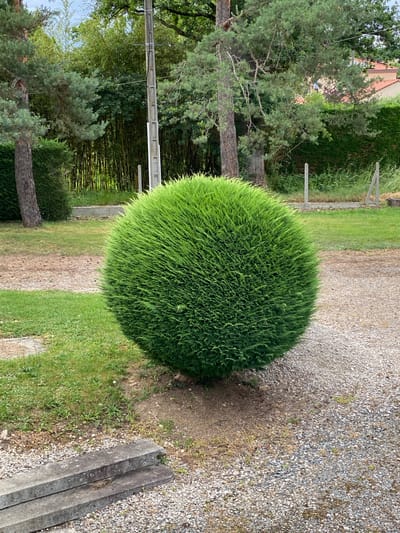The image displays an outdoor scene, likely a garden or residential area in Courpière, France, under clear daytime conditions. The central and most prominent subject is a large, perfectly spherical bush with dense, vibrant green foliage, meticulously trimmed.
To the right of the bush, a light-colored gravel path or driveway extends into the background. A strip of green grass, with some drier patches, is visible to the left and behind the bush. The background features various trees, including some with visible trunks resembling pines, and a dense grove of tall bamboo stalks providing a lush green backdrop.
Partially visible through the trees in the far background is the terracotta-tiled roof of a house or building. Other visible structures include a metal or wooden frame, possibly part of a fence or gate, in the left background, and a horizontal crossbar (potentially from a utility pole or a gate) spanning the mid-ground. In the lower right corner, two parallel concrete or stone blocks rest on the gravel. No specific activity is taking place, and there is no visible text. The scene suggests a well-maintained and tranquil environment.