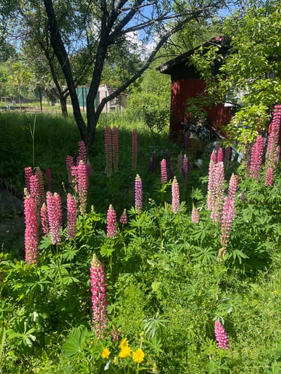 In Rudartsi, Bulgaria, a sun-drenched scene unfolds in a lush garden. Dominating the foreground are tall, vibrant pink lupine flowers, their spires reaching towards the sky. Interspersed with them, smaller yellow wildflowers add pops of contrasting color to the verdant landscape. Behind the flowers, a dark-barked tree stands guard, its branches casting dappled shadows. To the right, a rustic red wooden shed peeks through the foliage, hinting at human presence. The background reveals more greenery, including a glimpse of a fence, suggesting a domestic setting. The sky above is a brilliant blue, dotted with a few wispy clouds, completing this idyllic image of nature's beauty.