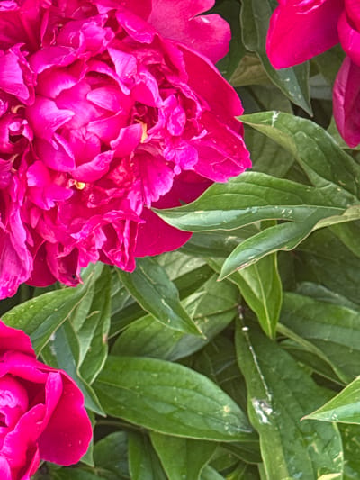 The image shows a close-up view of bright pink peonies and their green leaves. The flowers are in full bloom, with ruffled petals. The leaves are lush and a deep green color. The background is a blur of more green foliage. The scene is likely a garden or park setting. There are no people or any indication of the city of Mayak, Russia.