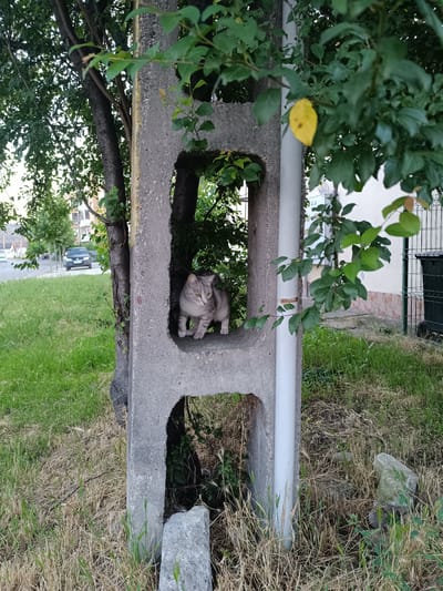A grey tabby cat is perched on the ledge of a concrete structure with two rectangular openings, resembling an industrial beam or part of a fence post. The cat is facing to the right and looking towards something outside the frame, with its ears perked up. Its fur has distinct dark grey stripes on a lighter grey background. The concrete structure is weathered and grey, with a white pipe running vertically along its right side, partially obscured by green foliage.

The scene is set outdoors, with lush green grass and dry, brown grass surrounding the concrete. Trees with dense green leaves provide shade, and some branches with leaves overhang the concrete structure. In the background, a street with a car is visible, suggesting an urban or suburban environment. A building with a tiled roof and a fence are also present. A single yellow leaf stands out against the green foliage of a tree.

The lighting suggests it is daytime, likely late afternoon or early evening, given the soft light and shadows. The overall mood is calm and natural, with the cat appearing alert and comfortable in its surroundings. There is no visible text in the image. The location context places this scene in Târgu Jiu, Romania.