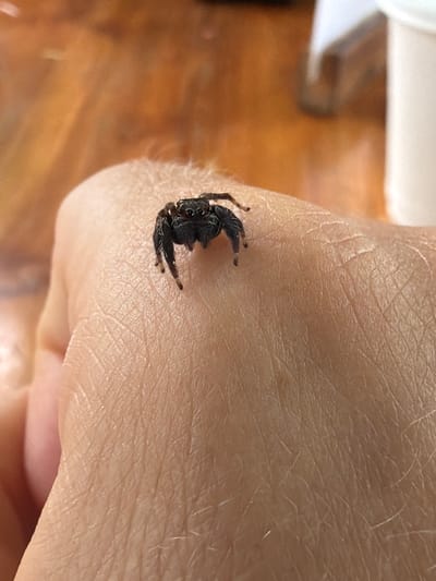 A small, black spider is perched on a person's hand, which is resting on a wooden surface. The spider is positioned in the center of the frame, facing left. Its legs are spread out, and its body is slightly raised. The hand is pale and textured, with visible skin pores and fine hairs. The background is out of focus, showing a blurred wooden table and hints of a white object. The lighting appears to be natural, casting soft shadows. There is no indication of the location being Luang Prabang, Laos.